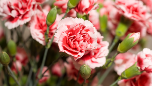Carnations - BCM Funeral Directors