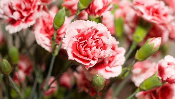 Carnations - BCM Funeral Directors