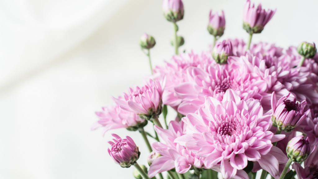 Chrysanthemums