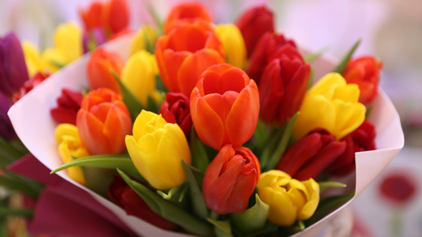 Tulips - BCM Funeral Directors