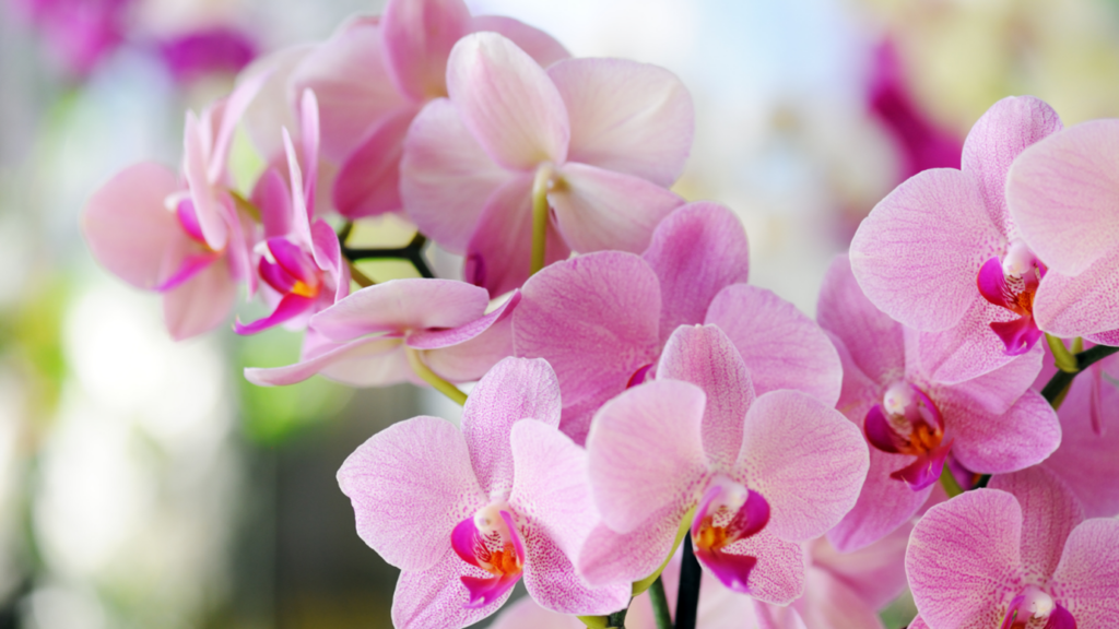 Orchids - BCM Funeral Directors